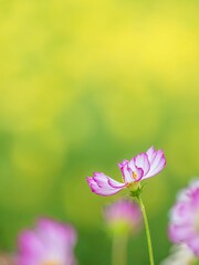 鮮やかでかわいいピンクの縁取りのコスモスが黄色いコスモス畑の背景に映えるポートレート。自然風景。縦構図。コピースペース