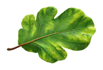 Vibrant Green Oak Leaf with Detailed Texture and Stem Isolated on Transparent Background