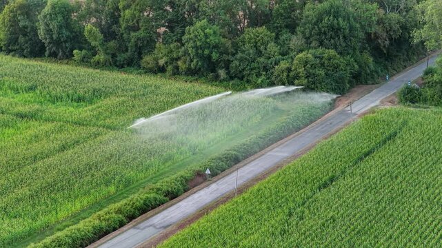 Aerial of a sprinkler irrigation of a field with corn in summer