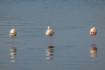 Flamingos dozing in the blue waters.