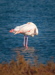 Flamingos dozing in the waters of the lagoon.
