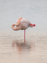 A flamingo sleeping in the lagoon.