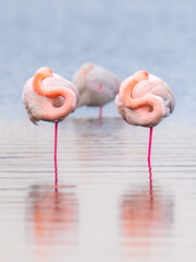 Flamingos sleeping in the lagoon.