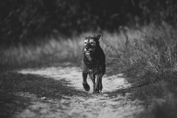 Old Mixed Breed Dog Dog Walk Along Path In Summer Season. Mixed Breed Dog In Summer Sunset Sunrise...