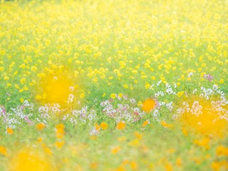 秋の公園や花壇を彩る色とりどりのコスモスのある風景。黄色いコスモスの畑に映える白とピンクのコスモスのコントラスト。自然風景素材。構図。コピースペース