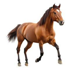 Obraz premium Brown horse, running horse, chestnut horse, equine animal isolated on Transparent Background