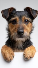 Terrier dog puppy peering over a white surface, looking ahead with warm eyes, portraying themes of pet companion, animal care, and young animal appeal