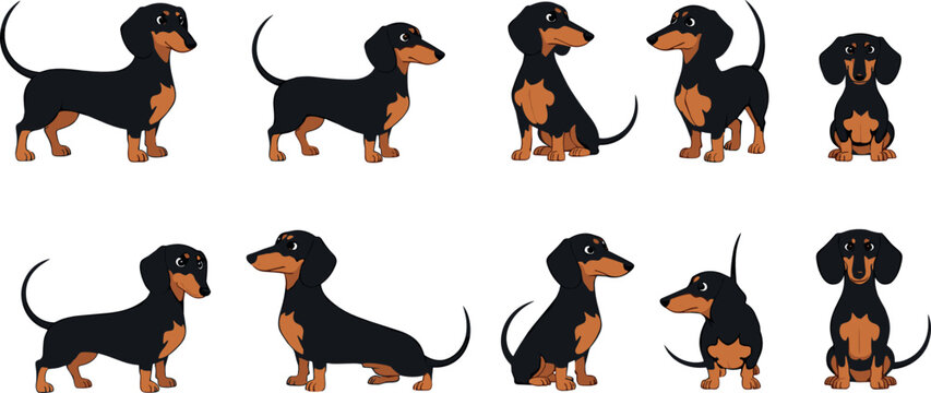 Cute dachshund dog character vector set with sausage dogs in different poses and expressions for pet, kids and cartoon design in flat illustration style isolated on white background
