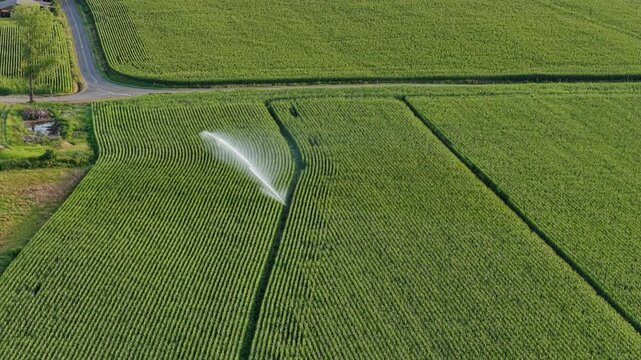 Water wasting with a sprinkler machine, maize monoculture in France in summer.