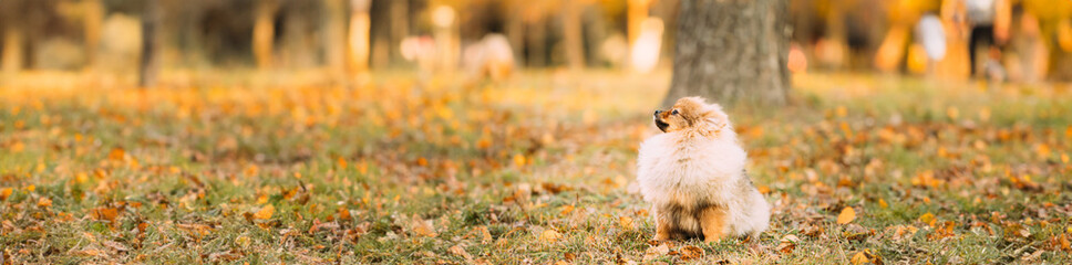 Young Red Puppy Pomeranian Spitz Puppy Dog Sitting Outdoor In Autumn Grass