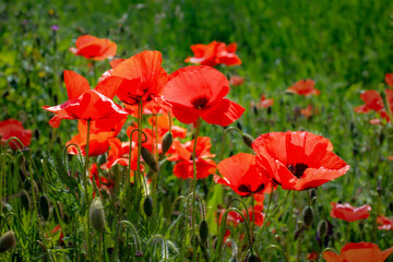 Obraz premium Poppies