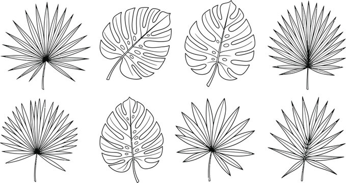 A collection of hand drawn black outline tropical leaves including monstera and palm