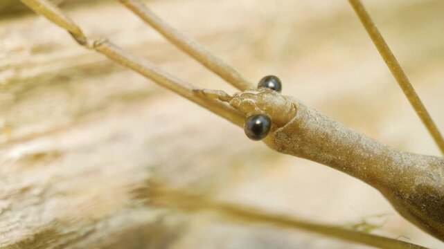Extreme close-up of the water stick insect (Ranatra linearis), commonly found in fresh or brackish water, in a static shot highlighting its elongated body and delicate features.