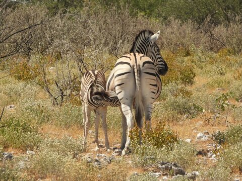 zebra in the wild - Powered by Adobe