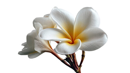 A blooming white magnolia and frangipani plumeria flower with yellow centers isolated on white, showcasing a macro close-up of spring flora petals in a beautiful garden nature blossom