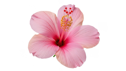 Tropical Pink Hibiscus Flower Isolated Subject, Exotic Floral Element for Summer Decor