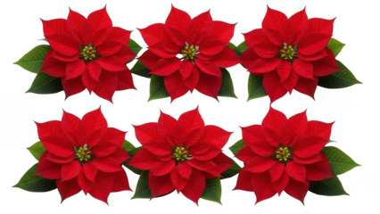Vibrant red Christmas poinsettia flowers in a row, background removal for easy design integration.