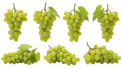 Fresh green grape bunches with leaves collection, isolated subject for grocery and food design.
