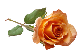 Vibrant Orange Rose with Fresh Green Leaves Isolated on Transparent Background
