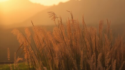 Fototapeta premium Tall wild grass illuminated by the warm golden light of sunset or sunrise against a hazy mountain backdrop