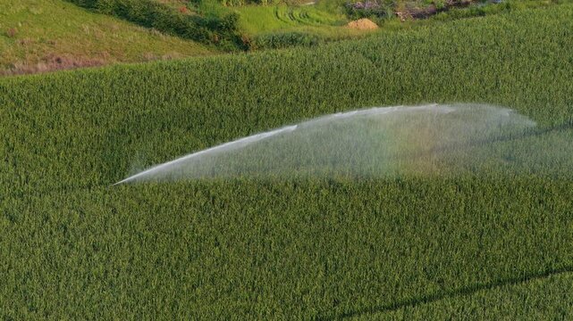 Industrial irrigation of a cornfield. Water waste on corn monoculture in France in summer.