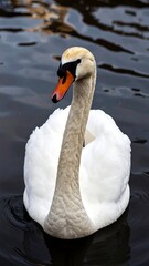 Obraz premium Swan on dark water