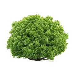 Obraz premium Lush Green Bush Top View on Transparent Background