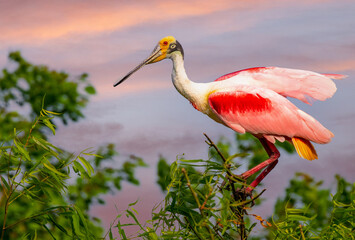 Roseate Spoonbill Perched on a Tree Branch