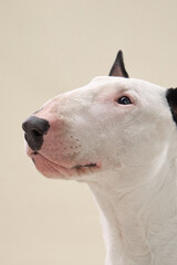 The dog head is turned slightly back with an upward gaze, showing its unique profile. A soft beige background brings out the clean lines and focused look.