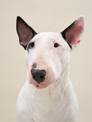 The Bull Terrier ears point forward while its head tilts slightly, showing focus and character. The studio neutral background enhances its distinct facial shape.
