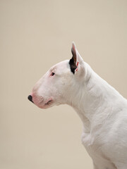 The Bull Terrier is positioned sideways, showing its muscular neck and well-defined head. The dog appears calm and observant, framed by a neutral backdrop.