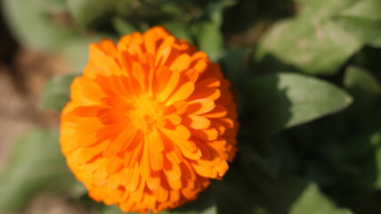 Calendula officinalis Flower &ndash; Pot Marigold Close Up in 4K UHD