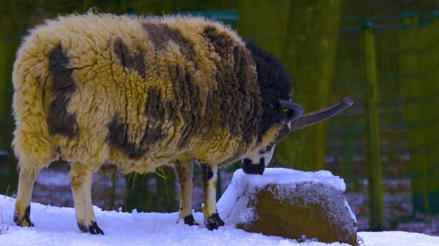  Close up of a four horn jacob sheep standing around the forest in the winter on a sunny day in january., and licking snow of a tree stump.