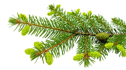 A close-up of a coniferous branch with needles and a cone, isolated on transparent background suitable for nature studies, botanical illustrations, and winter landscape details.