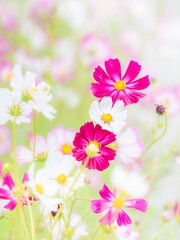 秋を彩るコスモスの花畑。小雨の中、静かに佇んでいる鮮やかなピンクのコスモス、白いコスモス、ピンクの縁取りのコスモス。自然風景。縦構図。