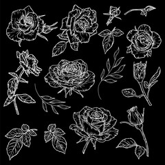 Roses and leaves, set of silhouettes, black and white sketch. Vector illustration. Flowers with buds and delicate petals isolated on a black background. For cards, invitations, for printing on fabric