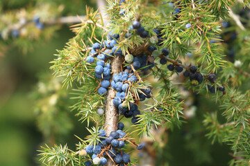 Common juniper berries on tree	