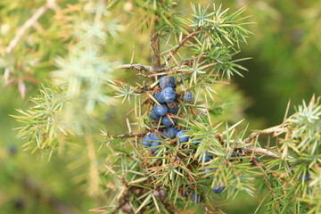 Common juniper berries on tree	