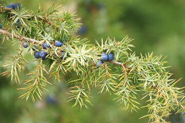 Common juniper berries on tree	