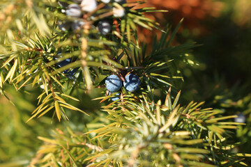 Common juniper berries on tree	