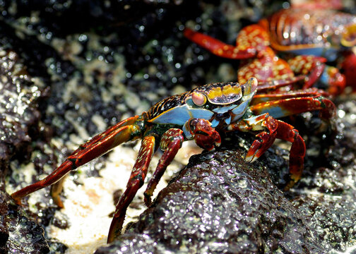 Red rock crab at the rocky shore