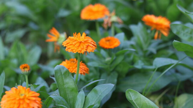 Calendula officinalis Flower &ndash; Pot Marigold Close Up in 4K UHD