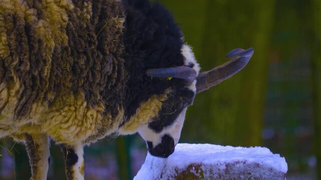 Close up of a four horn jacob sheep standing around the forest in the winter on a snowy and cloudy day in january.