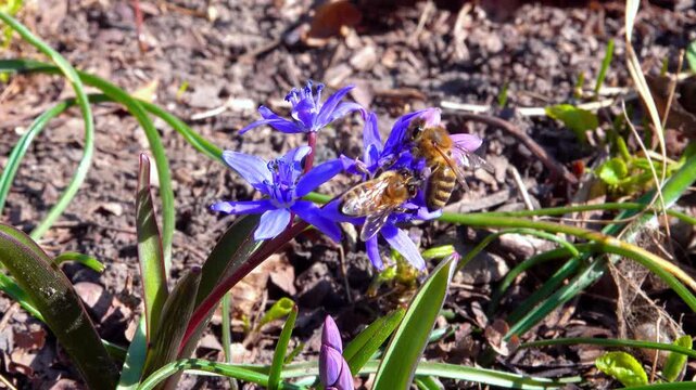 Scilla bifolia, the alpine squill, honey bees collect nectar and pollen on blue flowers of the squill in the forest, Odessa