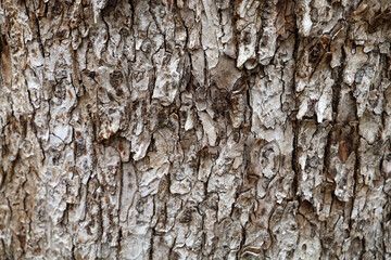 Obraz premium Natural pattern of old wood skin with cracks.