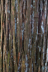 Obraz premium Natural pattern of old wood skin with cracks.