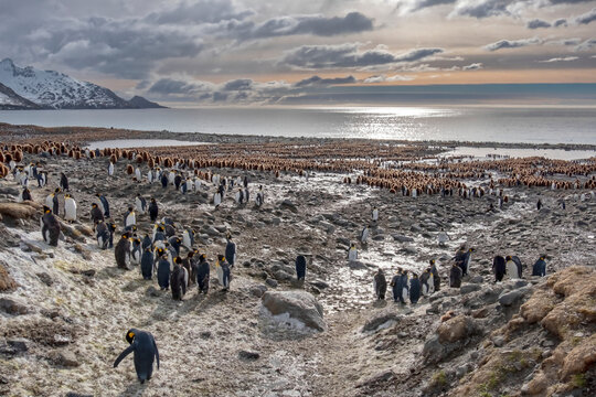 Colony of King penguin, South Georgia, Antarctica