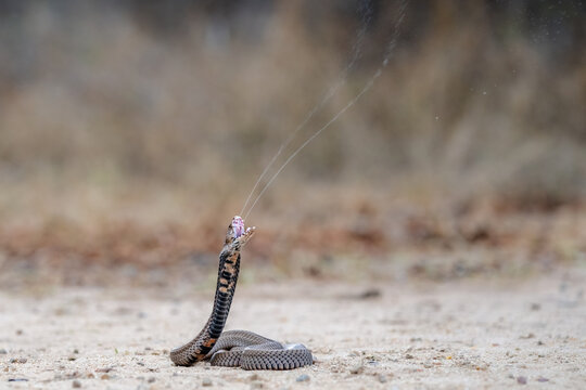 Mozambique Spitting Cobra (Naja mossambica) spitting its venom in defense