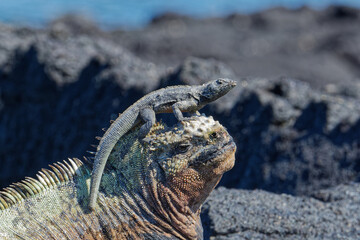 Galapagos Land Iguana (Conolophus subcristatus) on the island of Isabela in the Galapagos Islands,...