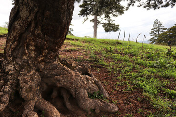 Tree roots in the forest.
